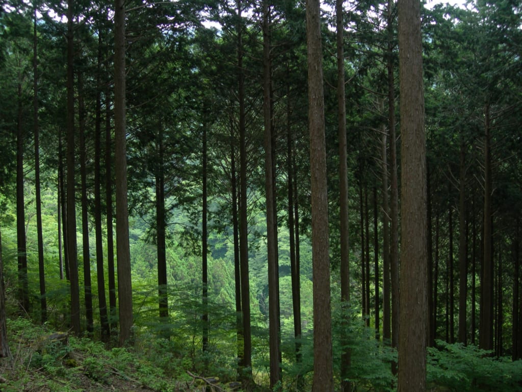 杉　檜　山林