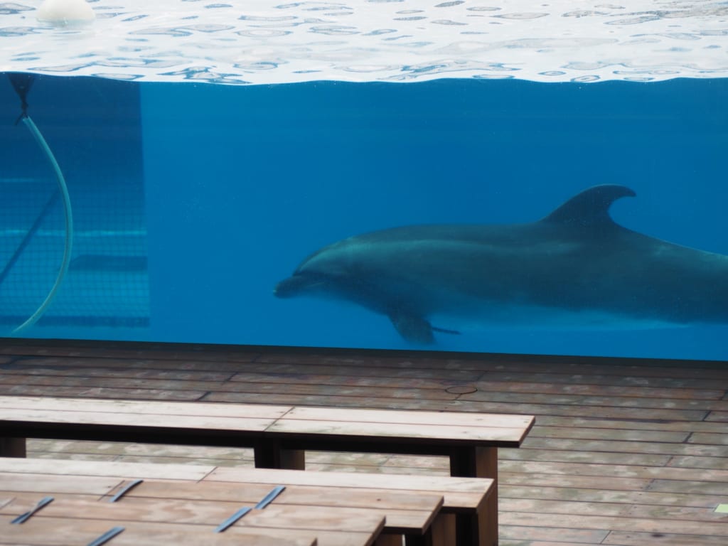 水族館　ウッドデッキ