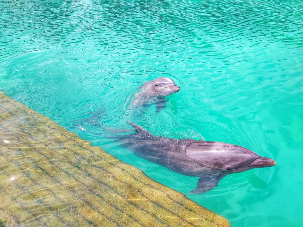 水族館　ウッドデッキ