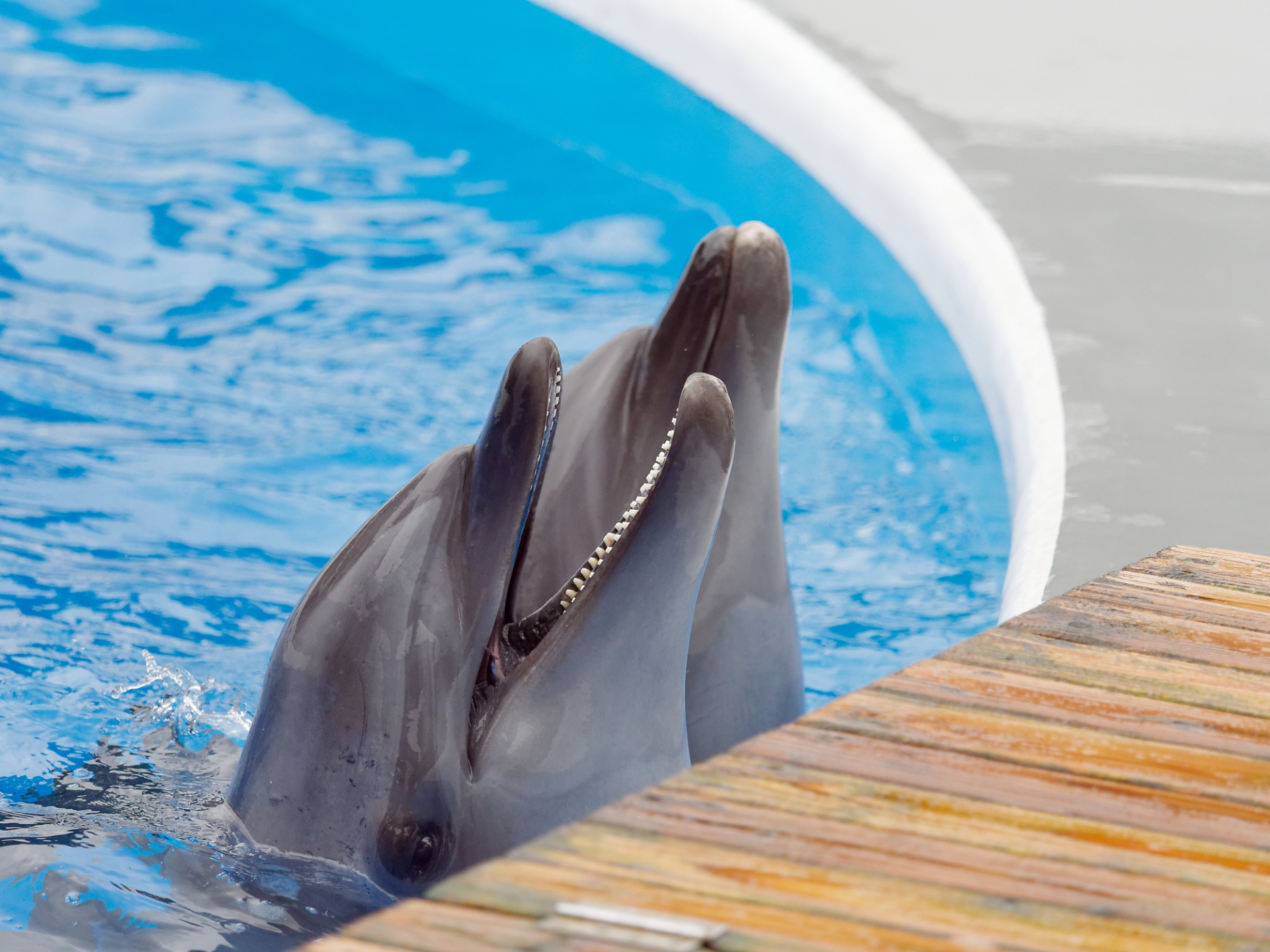 水族館　ウッドデッキ