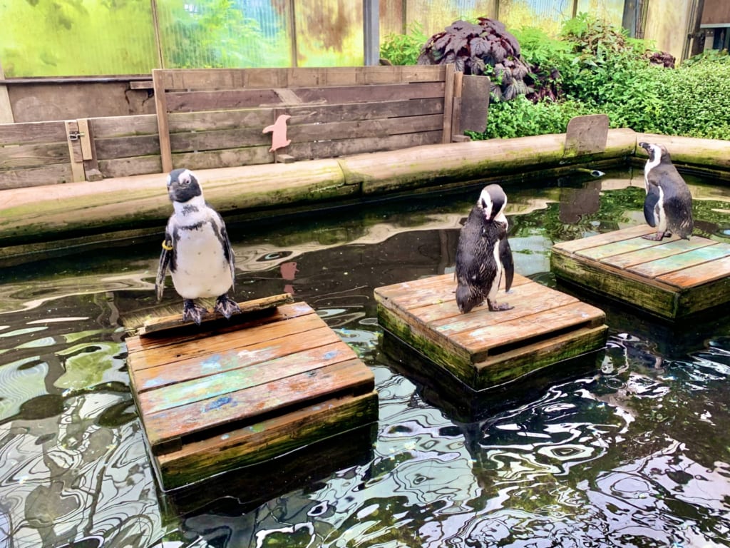 水族館　ウッドデッキ