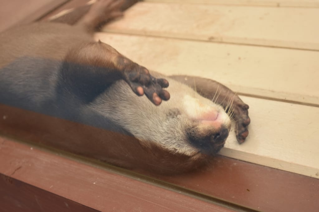 水族館　ウッドデッキ