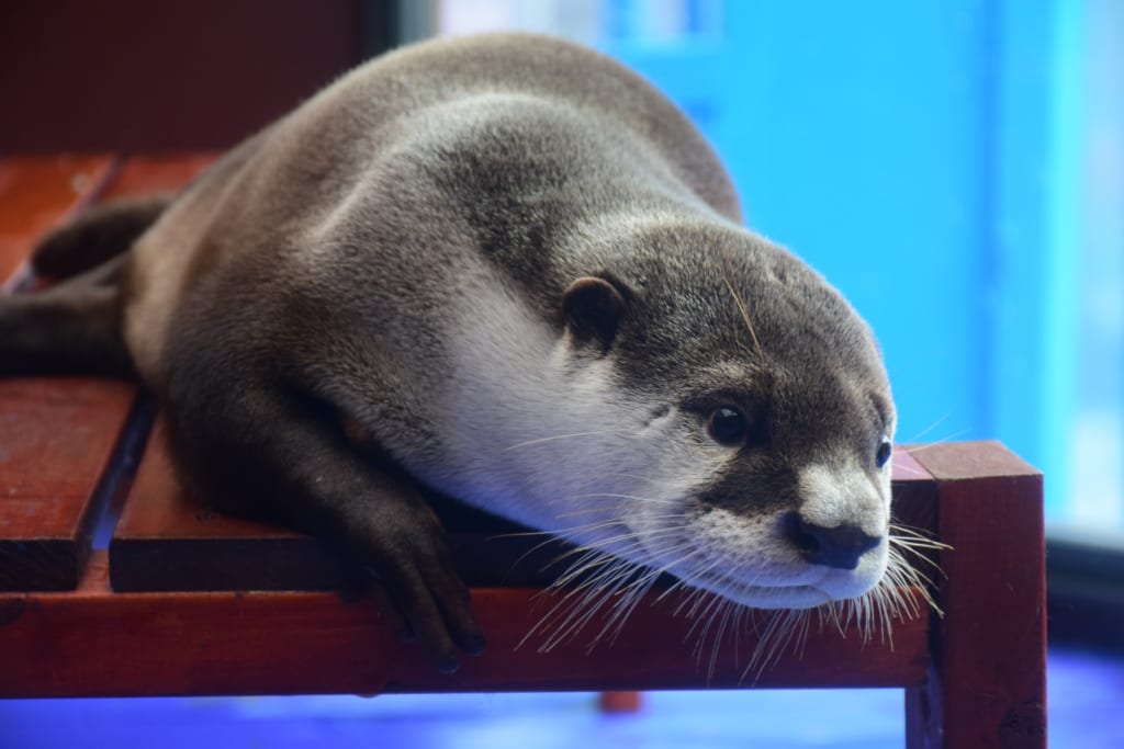 水族館　ウッドデッキ