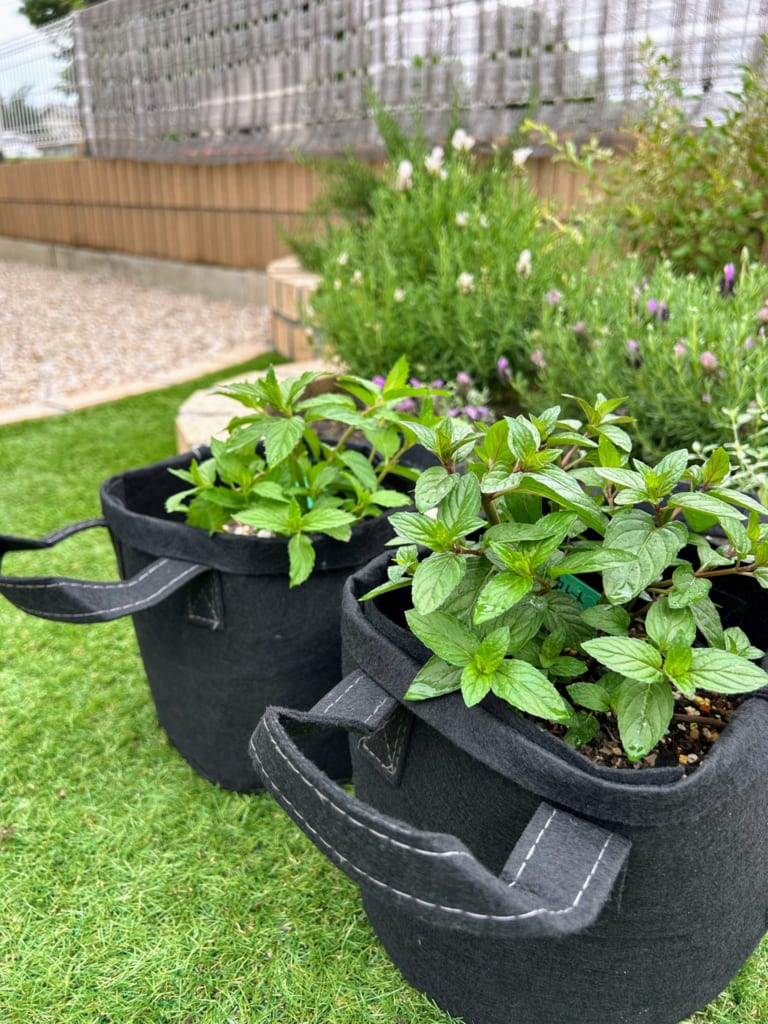 鉢植え