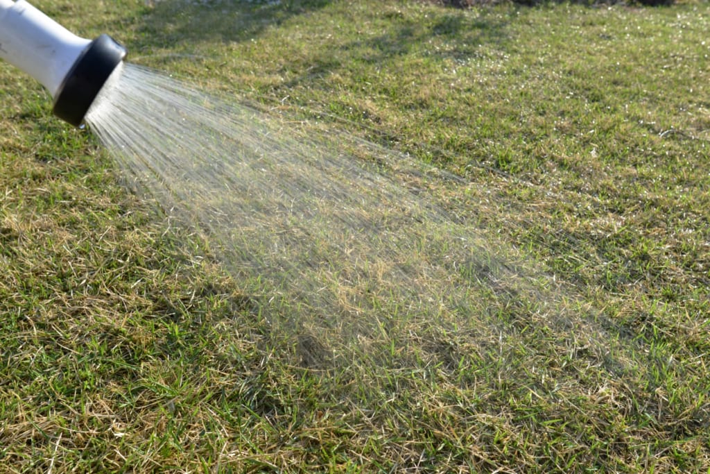 水やり