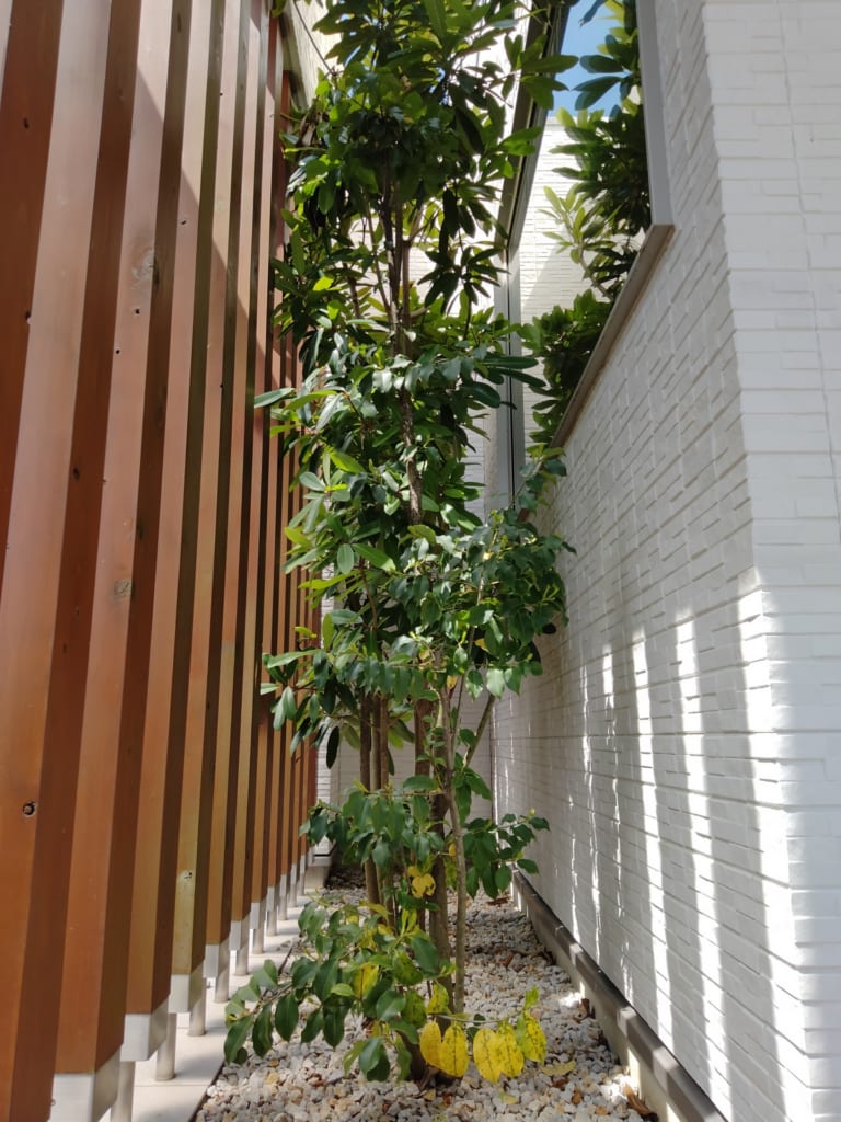植栽