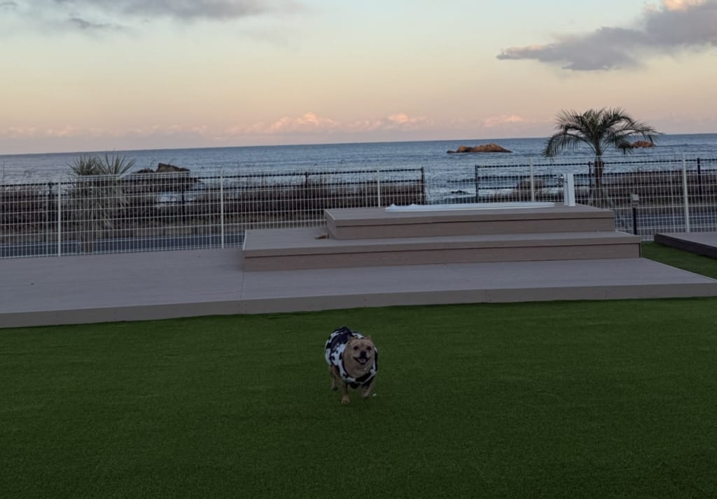 わんちゃん　デッキ　敷地内